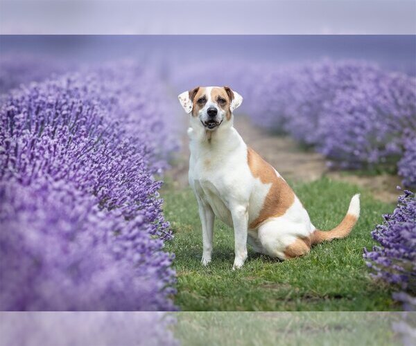 Medium Photo #1 Great Pyrenees-Unknown Mix Puppy For Sale in Bardstown, KY, USA