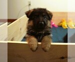 Small #16 German Shepherd Dog