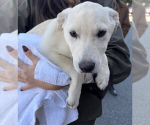 Cider - Male Labrador Retriever Dog for Adoption - Photo #2