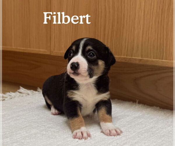 Medium Photo #1 Boston Huahua Puppy For Sale in Bellevue, WA, USA