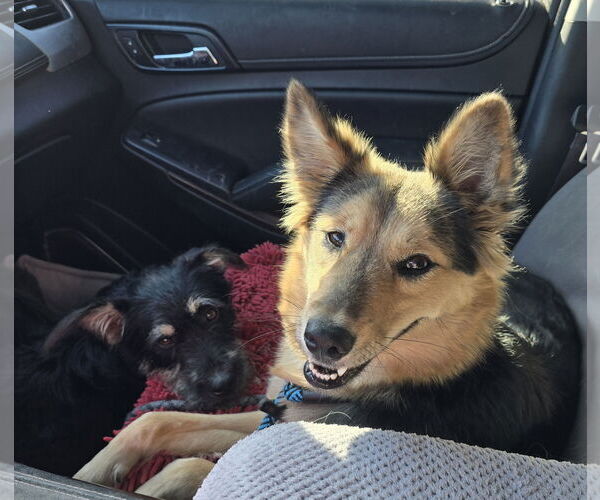 Medium Photo #3 Mutt Puppy For Sale in Columbus, IN, USA