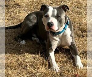 American Staffordshire Terrier-Unknown Mix Dogs for adoption in San Antonio, TX, USA