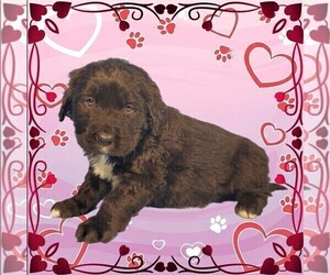 Medium Golden Mountain Dog