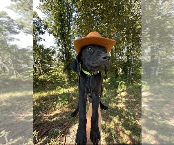 Medium Photo #6 German Shorthaired Pointer Puppy For Sale in GREENVILLE, SC, USA