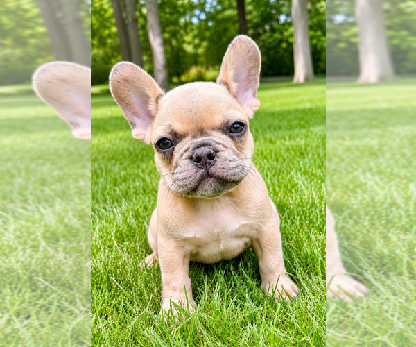 Medium Photo #1 French Bulldog Puppy For Sale in FAIR HAVEN, MI, USA