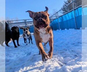 Bulldog Dogs for adoption in East Derry, NH, USA