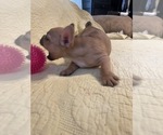 Small Photo #5 French Bulldog Puppy For Sale in JACKSONVILLE, FL, USA
