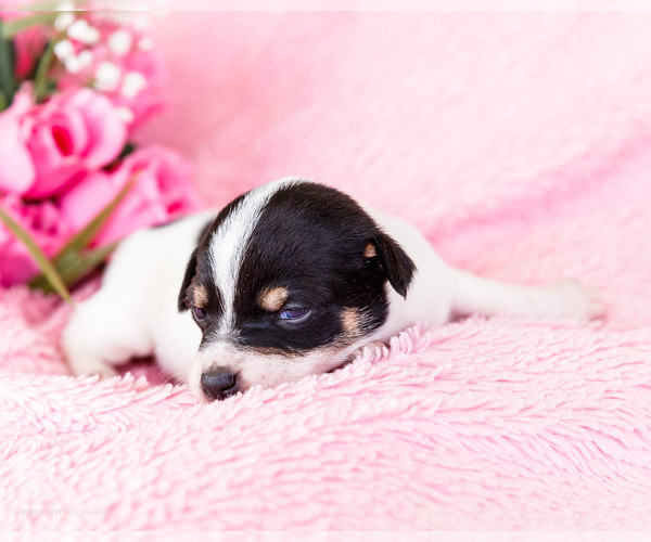 Medium Photo #7 Fox Terrier (Smooth)-Fox Terrier (Toy) Mix Puppy For Sale in WAKARUSA, IN, USA