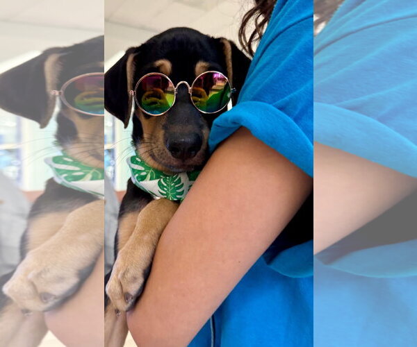 Medium Photo #11 Doberman Pinscher-Retriever  Mix Puppy For Sale in Virginia Beach, VA, USA