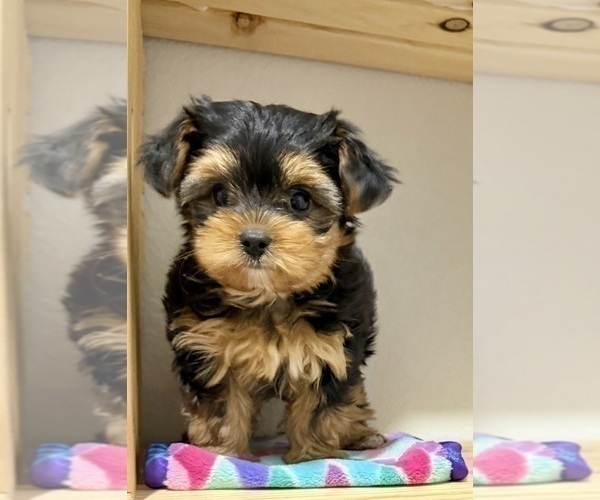 Medium Photo #11 Morkie Puppy For Sale in CASSVILLE, MO, USA
