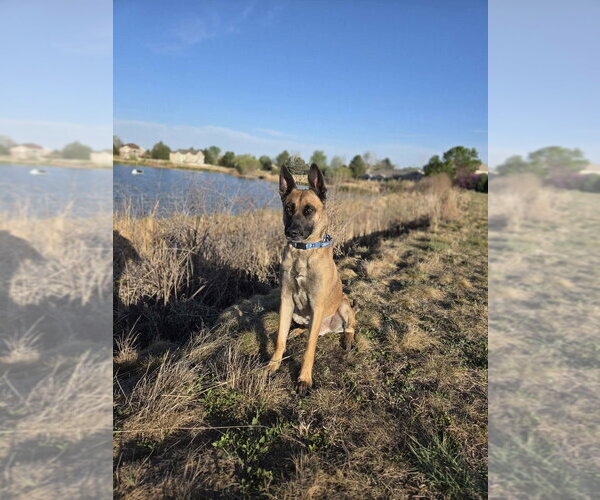 Medium Photo #8 German Shepherd Dog-Unknown Mix Puppy For Sale in Imlay City, MI, USA