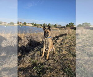Arthur - Located in OK - Male German Shepherd Dog-Unknown Mix Dog for Adoption - Photo #8