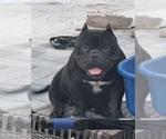 Small Photo #1 American Bully Puppy For Sale in NORTH PORT, FL, USA