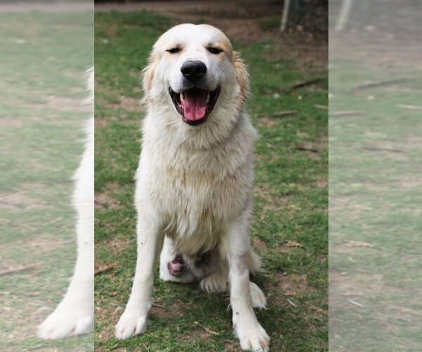 Medium Photo #5 Great Pyrenees Puppy For Sale in Dallas, TX, USA