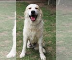 Small #4 Great Pyrenees