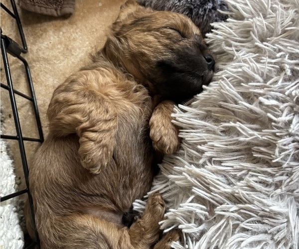 Medium Photo #40 Poocan Puppy For Sale in FAIR OAKS, CA, USA