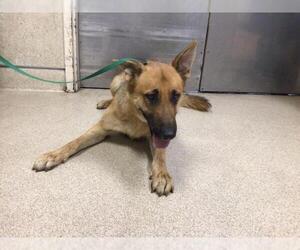 German Shepherd Dog Dogs for adoption in Riverside, CA, USA