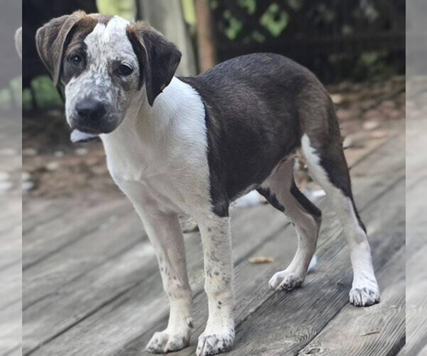 Medium Photo #4 Catahoula Leopard Dog-Pointer Mix Puppy For Sale in Alexander, AR, USA