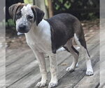 Small #3 Catahoula Leopard Dog-Pointer Mix