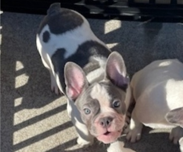 Medium Photo #1 French Bulldog Puppy For Sale in ANTIOCH, CA, USA