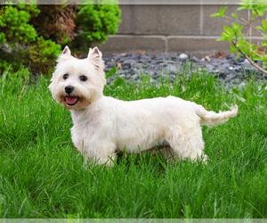 West Highland White Terrier Puppy for sale in SYRACUSE, IN, USA