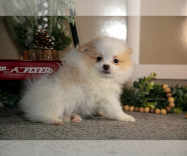 Medium Photo #16 Pom-A-Poo Puppy For Sale in NAPPANEE, IN, USA