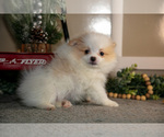 Small Photo #16 Pom-A-Poo Puppy For Sale in NAPPANEE, IN, USA