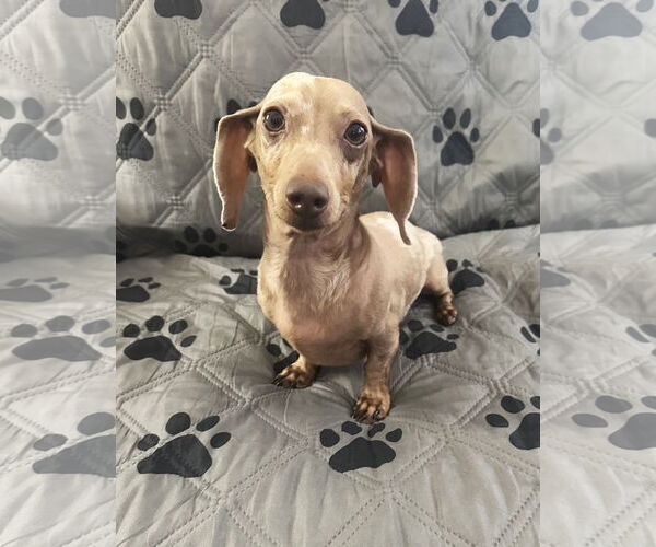 Medium Photo #3 Dachshund Puppy For Sale in Shelbyville, TN, USA