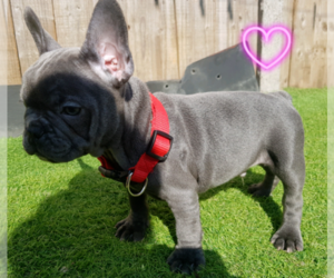 French Bulldog Puppy for sale in CRYSTAL, NV, USA