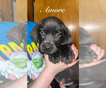 Puppy 2 Cane Corso-Labrador Retriever Mix