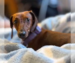 Small Photo #4 Dachshund Puppy For Sale in Sioux Falls, SD, USA