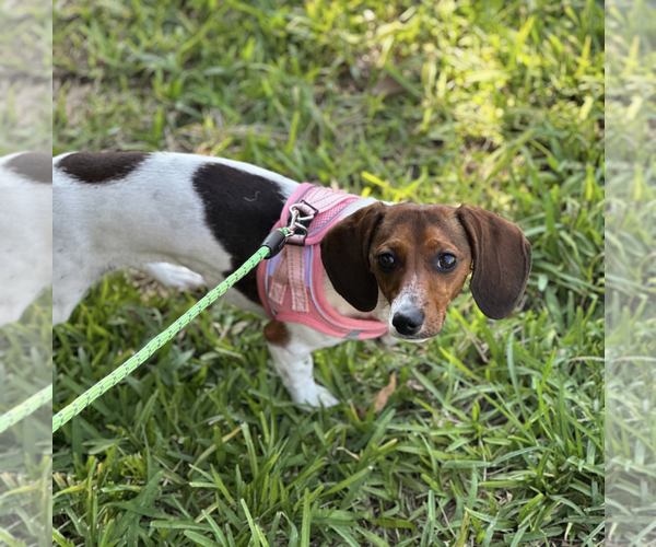 Medium Photo #4 Dachshund Puppy For Sale in Weston, FL, USA
