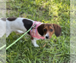 Small #3 Dachshund