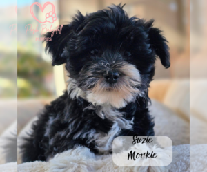 Morkie Puppy for sale in ELMHURST, IL, USA