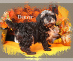 Small #14 Poodle (Toy)