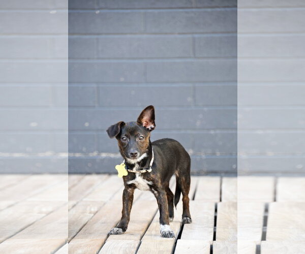 Medium Photo #9 Chiweenie Puppy For Sale in Sandy, UT, USA