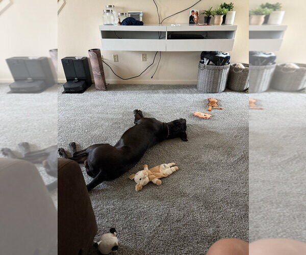 Medium Photo #3 German Shepherd Dog-Great Dane Mix Puppy For Sale in Bullard, TX, USA