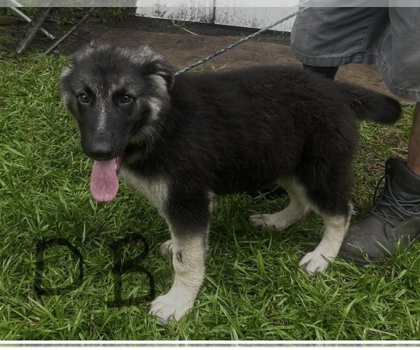Medium Photo #6 German Shepherd Dog Puppy For Sale in SWANSBORO, NC, USA
