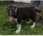 Small Photo #6 German Shepherd Dog Puppy For Sale in SWANSBORO, NC, USA