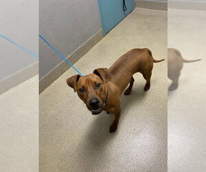 Unknown-Vizsla Mix Dogs for adoption in Las Vegas, NV, USA