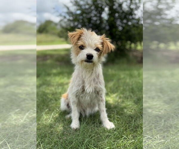 Medium Photo #1 Mutt Puppy For Sale in PIPE CREEK, TX, USA