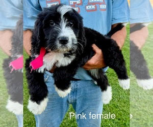 Bernedoodle Puppy for sale in SPENCER, IN, USA