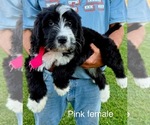 Image preview for Ad Listing. Nickname: Pink female