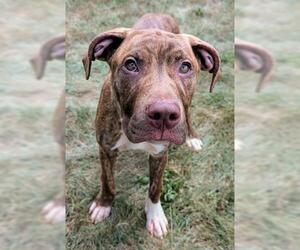 American Pit Bull Terrier-Unknown Mix Dogs for adoption in Akron, OH, USA