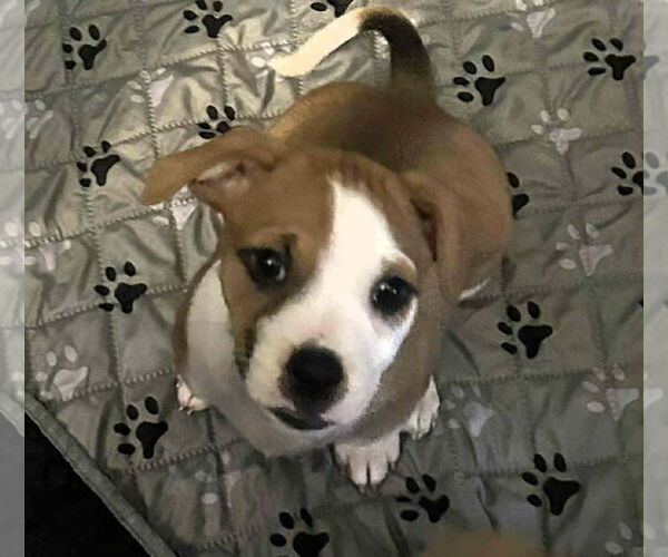 Medium Photo #2 American Pit Bull Terrier-Unknown Mix Puppy For Sale in Oakhurst, NJ, USA