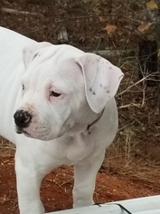 American Bulldog Puppy for sale in CLARKS HILL, SC, USA