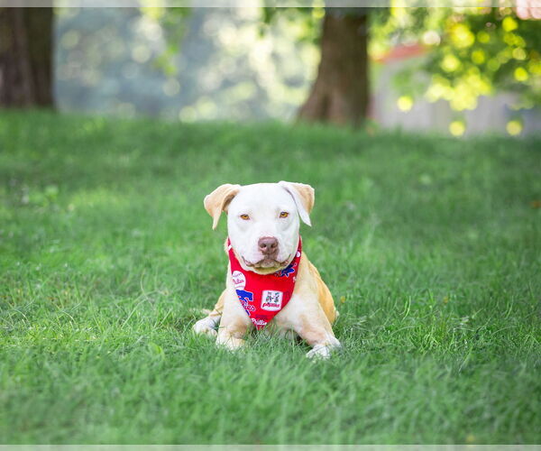 Medium Photo #17 Mutt Puppy For Sale in Unionville, PA, USA