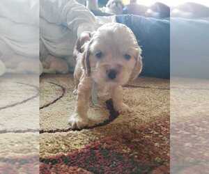 Cocker Spaniel Puppy for sale in LOWELL, IN, USA