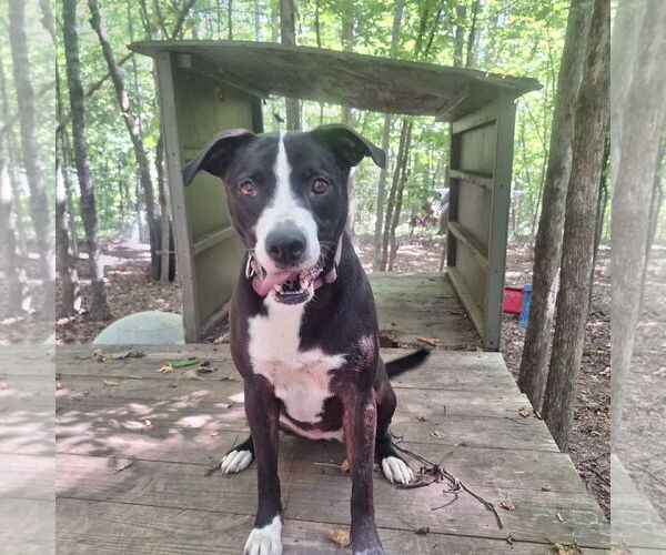 Medium Photo #2 Labrador Retriever-Unknown Mix Puppy For Sale in McCormick, SC, USA