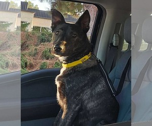 Mutt Dogs for adoption in San Diego, CA, USA